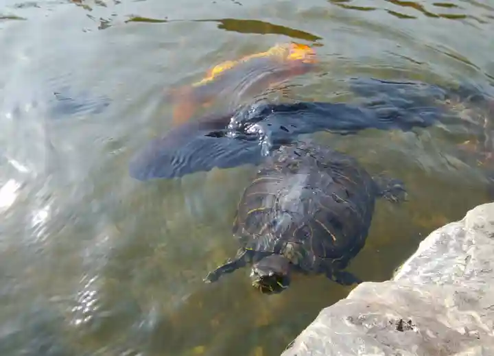 正法山達磨寺の動物