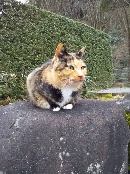 御誕生寺(猫寺)の動物