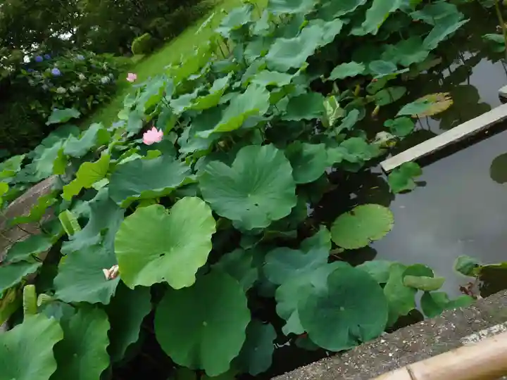 東寺(教王護国寺)の自然