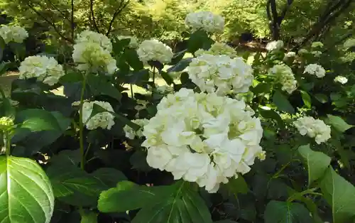 武雄神社の自然