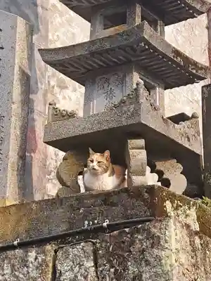 椿堂 遍照院(大分県)