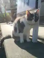 菖蒲神社の動物