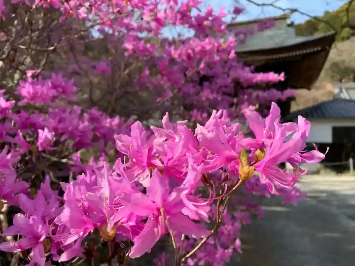 普門寺(切り絵御朱印発祥の寺)の自然