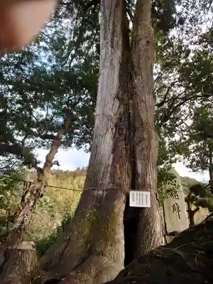 大井神社(静岡県)