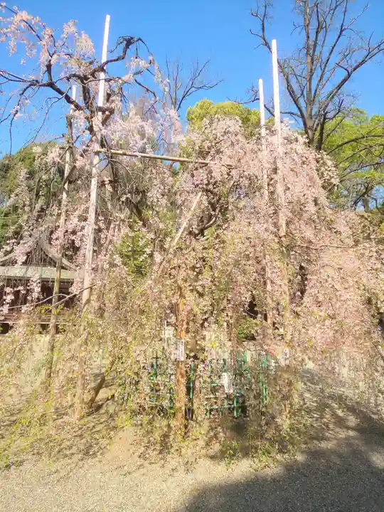 大國魂神社の自然