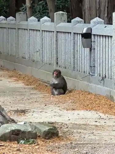 大麻比古神社の動物