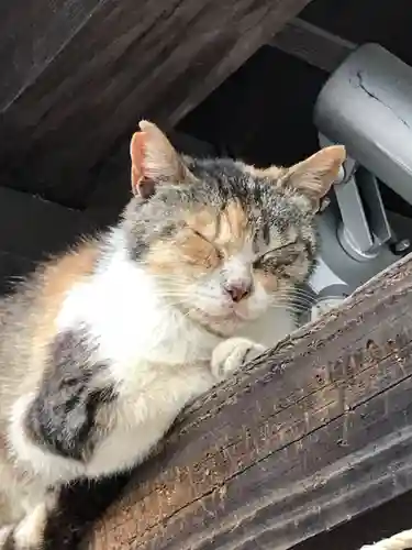 櫻岡大神宮の動物