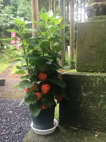 愛宕神社の自然