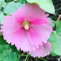 豊景神社の自然