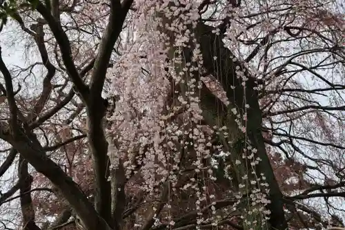 神炊館神社 ⁂奥州須賀川総鎮守⁂の自然