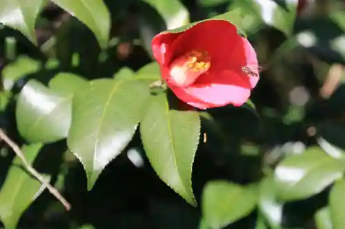 田村神社の自然