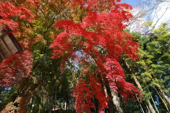 田村神社の自然