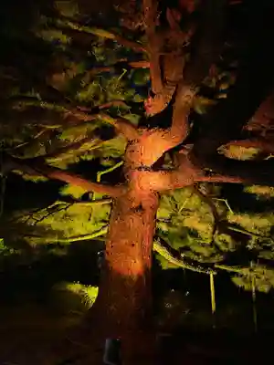 平安神宮の自然