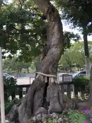 水堂須佐男神社の自然