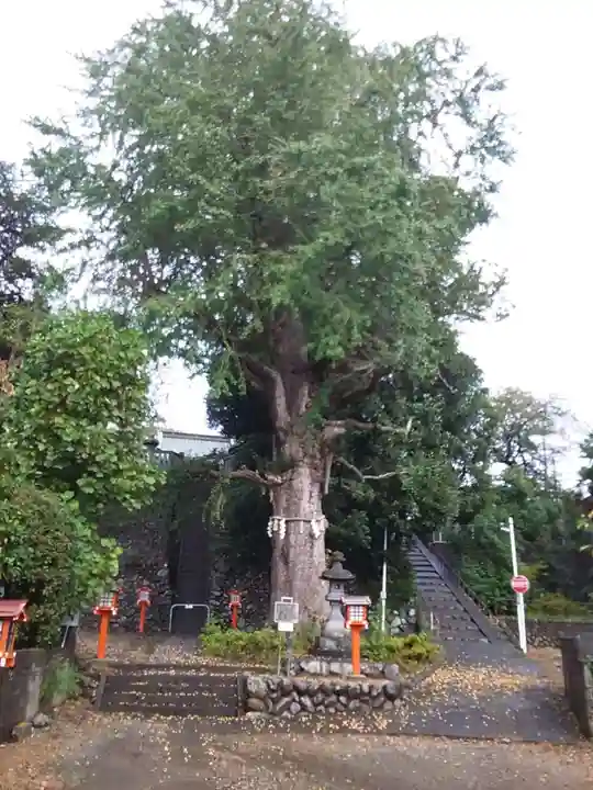 中神熊野神社の自然