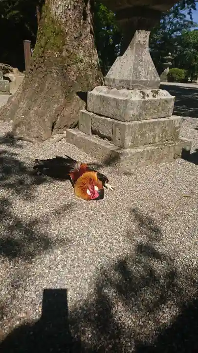 石上神宮の動物