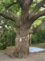 相馬神社の自然