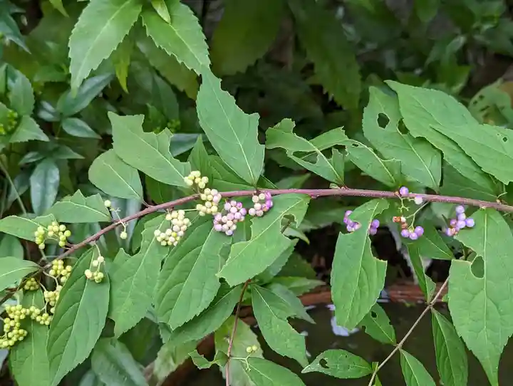 西雲院(京都府)