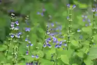 菅布禰神社の自然
