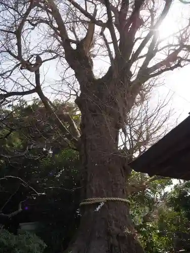 荏柄天神社(神奈川県)