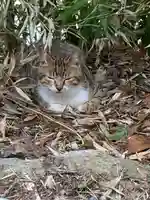 鹿角八坂神社の動物