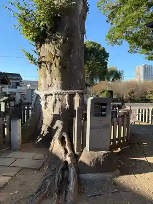 守谷総鎮守 八坂神社(茨城県)