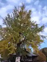 賀羅加波神社の自然