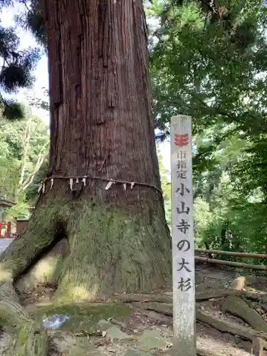 宝樹院小山寺の自然