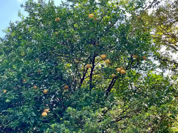 金毘羅神社(東京都)