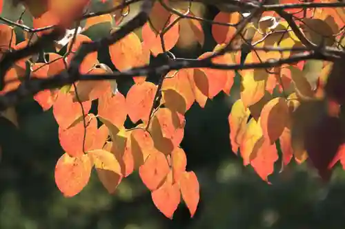 開成山大神宮の自然