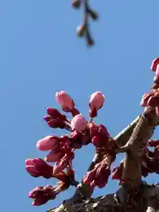 観音神社(広島県) 2025年03月22日(土)〜(2025年03月22日(土) 12時10分42秒投稿)