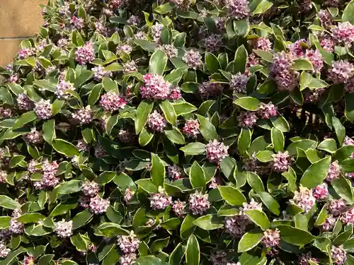 新井薬師（梅照院）(東京都)