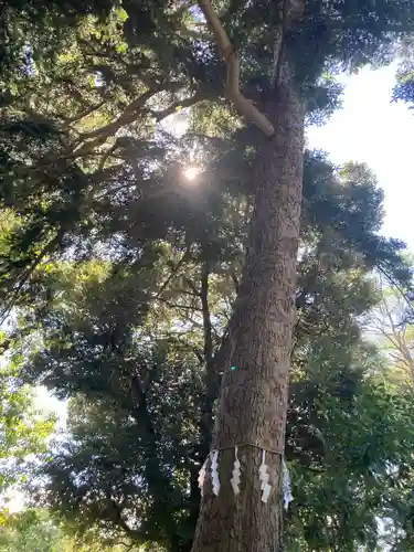 葛原岡神社の自然