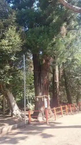 息栖神社の自然