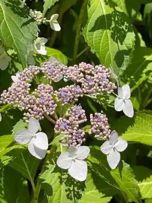 矢田寺(奈良県)
