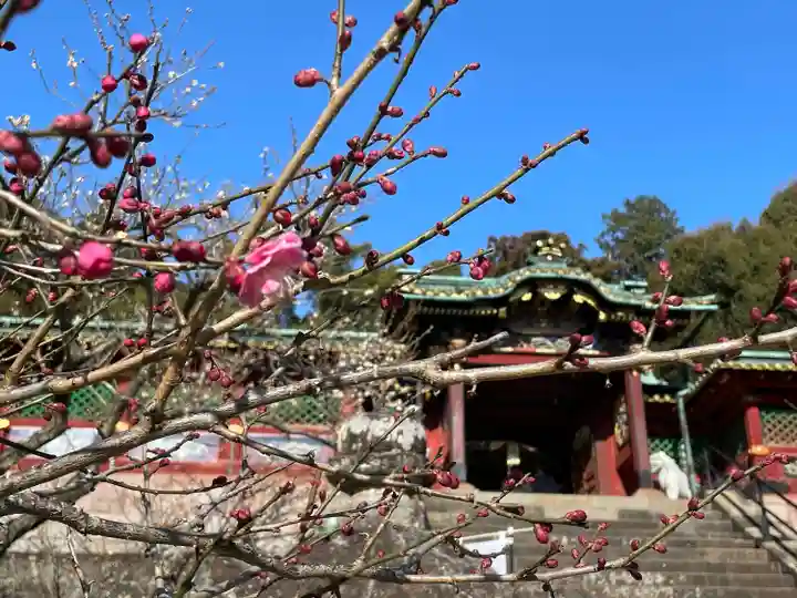 久能山東照宮の自然