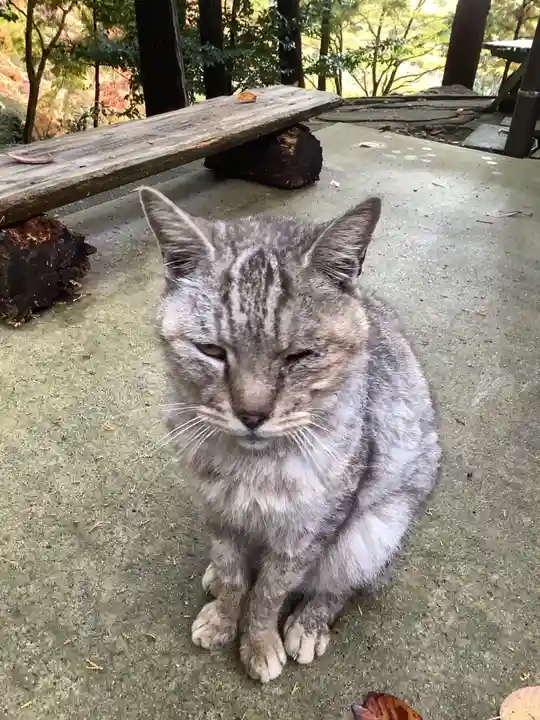 玉野御嶽神社の動物