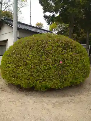 柏島神社の自然