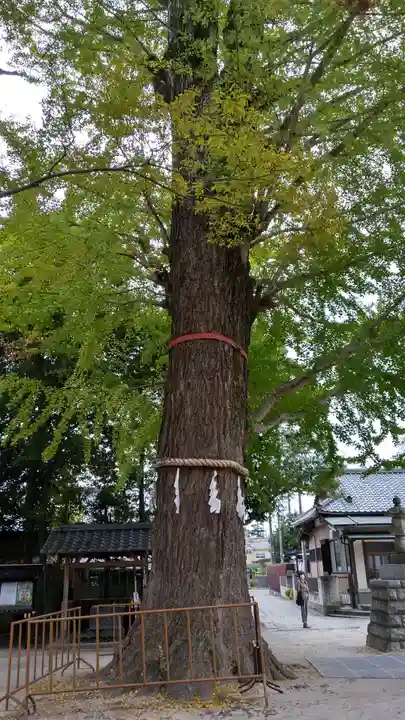 春日部八幡神社(埼玉県)