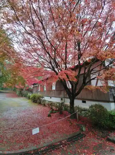 曼殊院門跡の自然