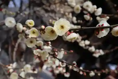 北野天満宮の{uncategorized: "未分類", other: "その他", undefined: "問題あり", building: "その他建物", grave: "お墓", sacred_gate: "鳥居", guardian: "狛犬", statue: "像", buddha: "仏像", history: "歴史", nature: "自然", garden: "庭園", animal: "動物", pagoda: "塔", temizu: "手水舎", mountain_gate: "山門・神門", sanctuary: "本殿・本堂", subordinate: "末社・摂社", art: "芸術", scenery: "景色", jizo: "地蔵", ema: "絵馬", goshuin: "御朱印", omikuji: "おみくじ", items: "授与品その他", amulet: "お守り", goshuincho: "御朱印帳", eats: "食事", festival: "お祭り", votive_dance: "神楽", shichigosan: "七五三参", wedding: "結婚式", experience: "体験その他", initially: "初詣", around: "周辺", anti_infection: "感染症対策"}