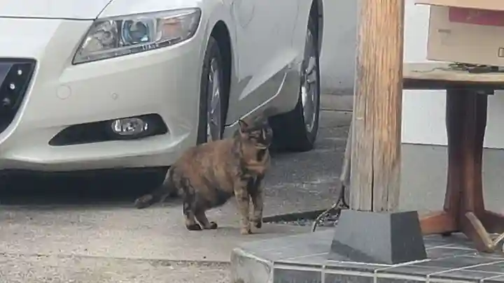 瀬田八幡宮の動物