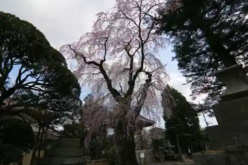 十念寺の庭園