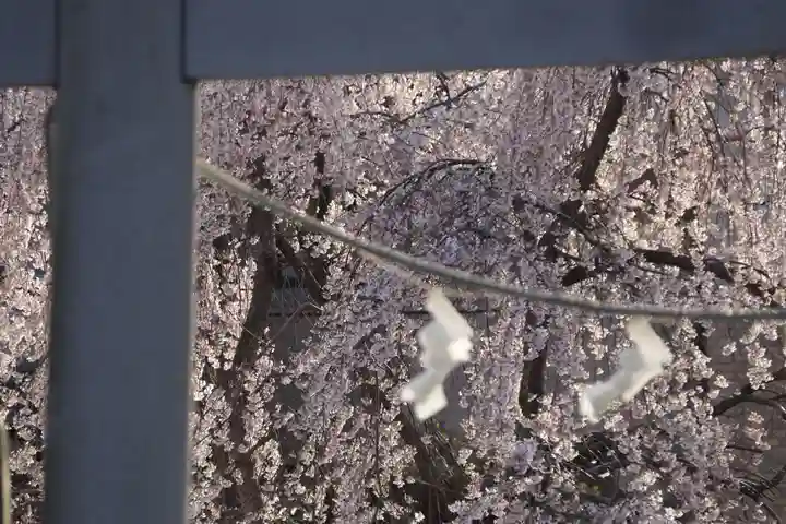 熊野福藏神社の自然