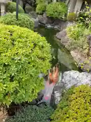 東光寺別院桜ヶ池不動院の動物