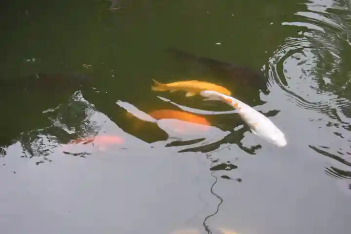 妙義神社の動物