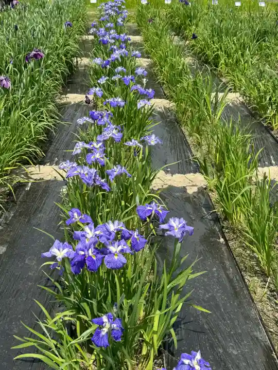 陸奥総社宮の{uncategorized: "未分類", other: "その他", undefined: "問題あり", building: "その他建物", grave: "お墓", sacred_gate: "鳥居", guardian: "狛犬", statue: "像", buddha: "仏像", history: "歴史", nature: "自然", garden: "庭園", animal: "動物", pagoda: "塔", temizu: "手水舎", mountain_gate: "山門・神門", sanctuary: "本殿・本堂", subordinate: "末社・摂社", art: "芸術", scenery: "景色", jizo: "地蔵", ema: "絵馬", goshuin: "御朱印", omikuji: "おみくじ", items: "授与品その他", amulet: "お守り", goshuincho: "御朱印帳", eats: "食事", festival: "お祭り", votive_dance: "神楽", shichigosan: "七五三参", wedding: "結婚式", experience: "体験その他", initially: "初詣", around: "周辺", anti_infection: "感染症対策"}