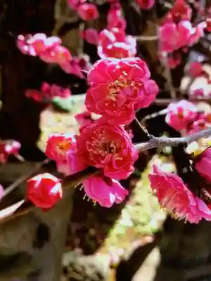 成願寺(東京都)