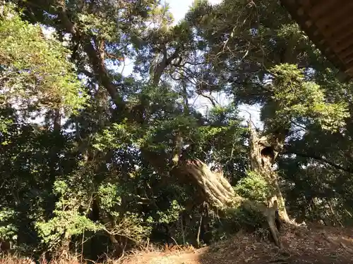 大宮神社の自然