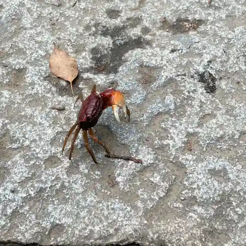 根津神社の動物